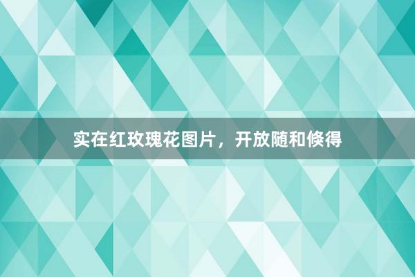 实在红玫瑰花图片，开放随和倏得